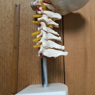 骨格標本（頸部）