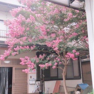 庭のサルスベリ譲ります