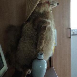 タヌキの剥製の置物ですの画像