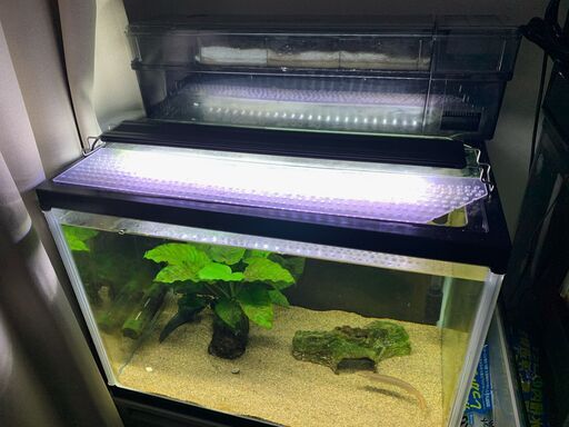 熱帯魚 用品 販売 60cmワイド水槽セット スネークヘッド バラ売り応相談