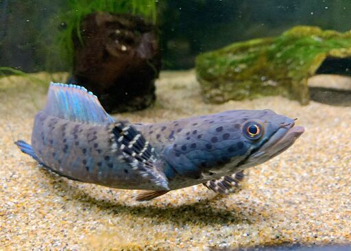 熱帯魚 用品 販売 60cmワイド水槽セット スネークヘッド バラ売り応相談