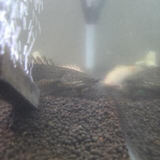 気軽に熱帯魚やお魚の情報交換やお話しませんか！ - 宮城郡