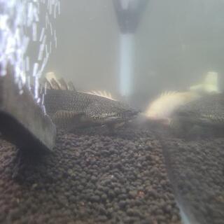 気軽に熱帯魚やお魚の情報交換やお話しませんか！ - チャット