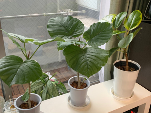 3つセット！人気観葉植物☆ウンベラータ・アルテシマ