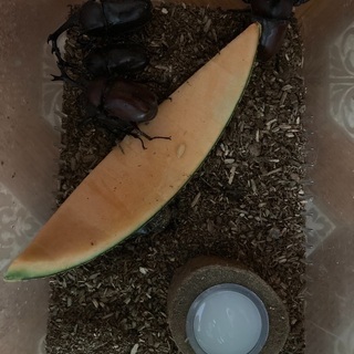カブトムシ。オスメスセットで！