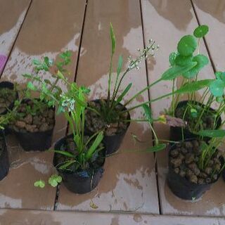 ビオトープ水草
