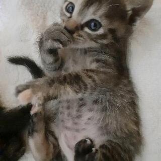 里親さん募集《8/2更新》🐈