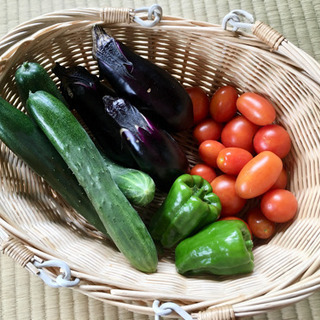 新鮮! 無農薬 夏野菜 オーガニック