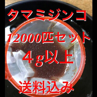 タマミジンコ12000匹セット！酸素ボンベにて酸素充填！