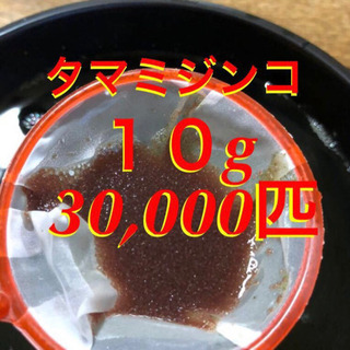 タマミジンコ30,000匹（10g）セット！酸素ボンベにて酸素充填！