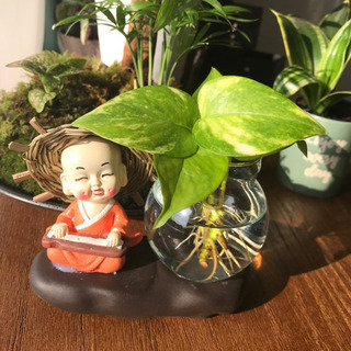 水耕栽培用　鉢　ガラス付　ポトス　観葉植物　