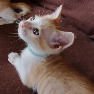 茶白？白茶？の4兄弟🐱家族募集❗