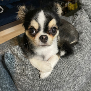 南区or博多区　犬友募集