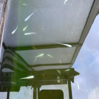 ミユキメダカ　20匹