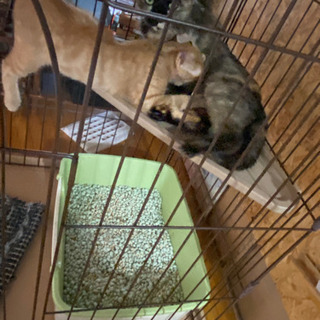 🐈用　ご飯等　お願いします　(● ˃̶͈̀ロ˂̶͈́)੭ꠥ⁾⁾ ...