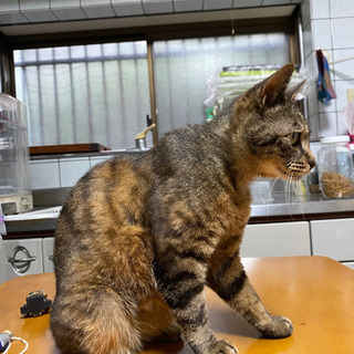 里親募集中です。 − 三重県