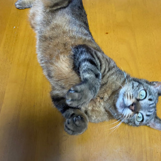 里親募集中です。 - 猫