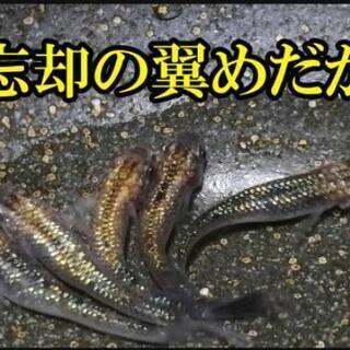 忘却の翼めだかの卵