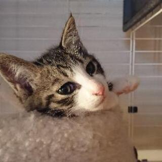子猫の里親募集します。