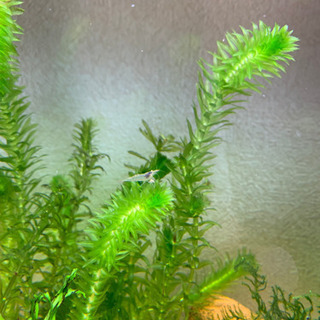 ミナミヌマエビ  5匹　アクアリウム