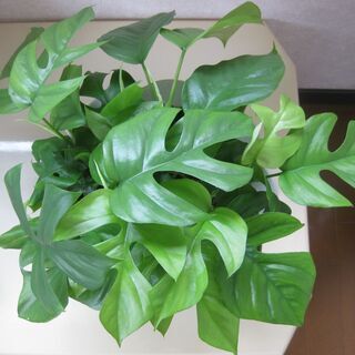 インテリアグリーン♪観葉植物・ヒメモンステラ♡