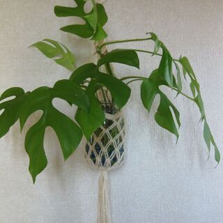 グリーンインテリア・夏の涼しげ観葉植物ヒメモンステラの水耕栽培♪の画像