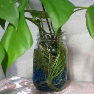 グリーンインテリア・夏の涼しげ観葉植物ヒメモンステラの水耕栽培♪の画像