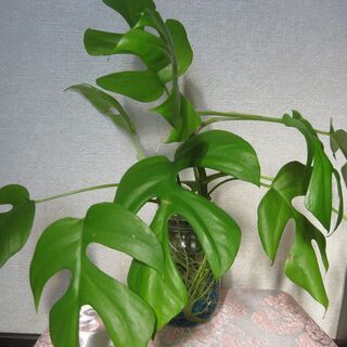 グリーンインテリア・夏の涼しげ観葉植物ヒメモンステラの水耕栽培♪の画像