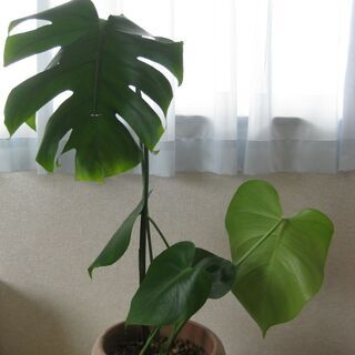 インテリアグリーン♪観葉植物モンステラ・デリシオーサ♪