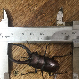 7/30採取したノコギリクワガタです