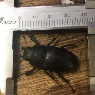 7/30採取したノコギリクワガタですの画像