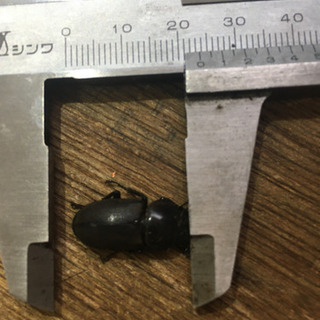 7/30採取したノコギリクワガタですの画像