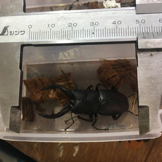 7/30採取したノコギリクワガタですの画像