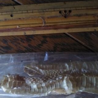 えんぎものへび抜け殻の画像