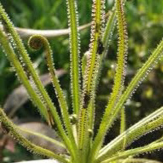 食虫植物　ドロソフィルム　種子