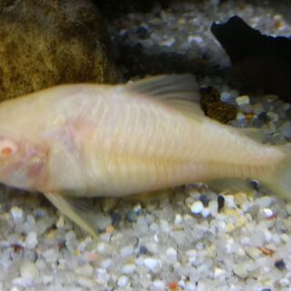 熱帯魚　アクアリウム　【コリドラス】　白コリ・青コリ