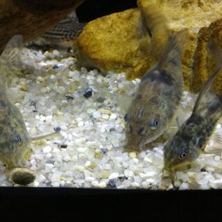 熱帯魚　アクアリウム　【コリドラス】　白コリ・青コリの画像