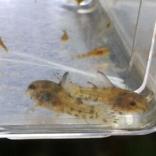 熱帯魚　アクアリウム　【コリドラス】　白コリ・青コリの画像