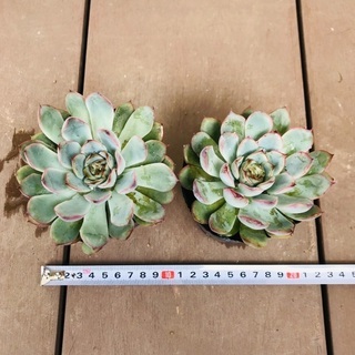 多肉植物　エケベリア　プレリンゼ　2株セットの画像