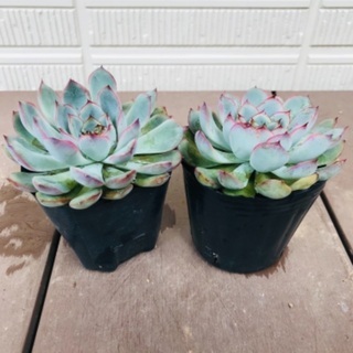 多肉植物　エケベリア　プレリンゼ　2株セットの画像