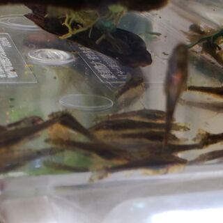 熱帯魚　アクアリウム　【コリドラス】　白コリ・青コリの画像
