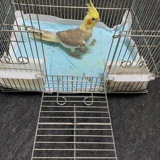 オカメインコ（荒）