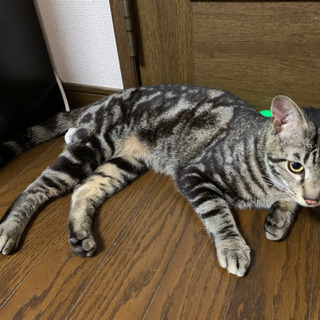 大至急!!里親募集!!アメショー似の甘えん坊の男の子