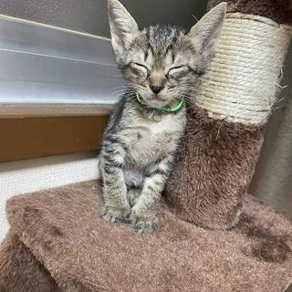 キジ猫 里親募集オス - 猫