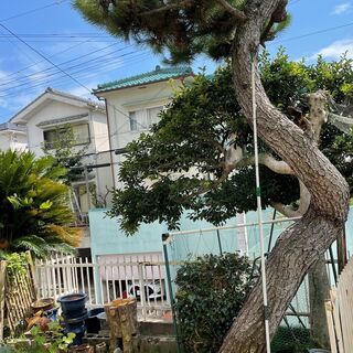うねり松　ご興味ある方へ　　庭木　造園