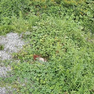 雑草対策