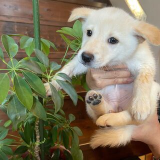淡いクリーム色の仔犬「金」ちゃん♀💓