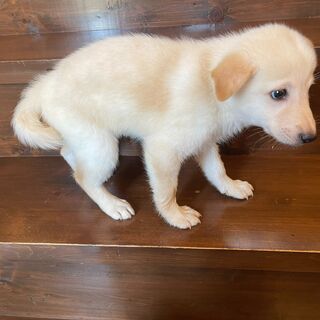 淡いクリーム色の仔犬「金」ちゃん♀💓 - 里親募集