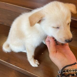 淡いクリーム色の仔犬「金」ちゃん♀💓 − 福岡県