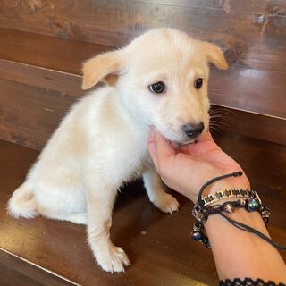 淡いクリーム色の仔犬「金」ちゃん♀💓 - 犬